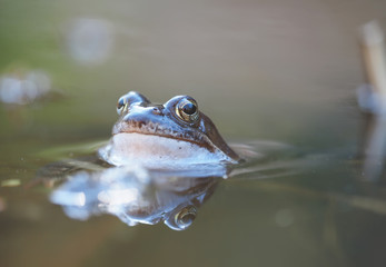 frog in pond