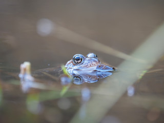 frog in pond