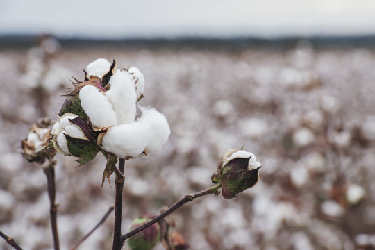 Cotton fields ready for harvesting in Oakey, Queensland