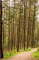 Fototapeta na wymiar Pine woodland at Beacon Fell Country Park, Lancashire, UK