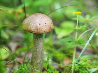 edible mushroom in the forest