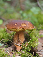 edible mushroom in the forest