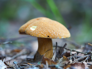edible mushroom in the forest