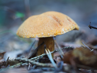 edible mushroom in the forest