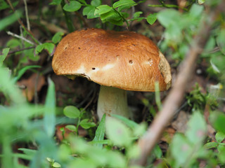 edible mushroom in the forest