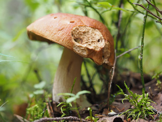 edible mushroom in the forest