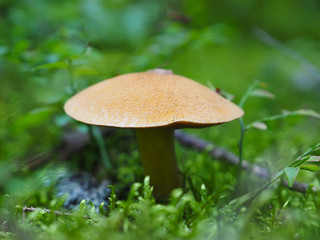 edible mushroom in the forest
