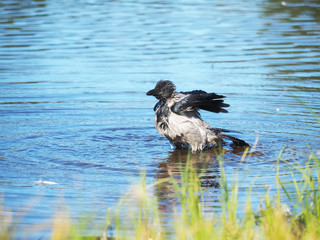 Crow on the bank of the river