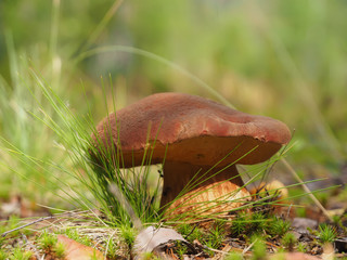 edible mushroom in the forest