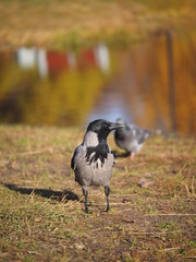 Crow on the bank of the river