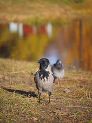 Crow on the bank of the river