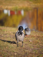 Crow on the bank of the river