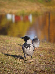 Crow on the bank of the river