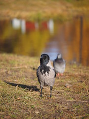 Crow on the bank of the river