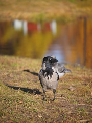 Crow on the bank of the river