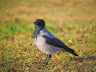Crow on the bank of the river