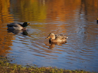 duck on the lake