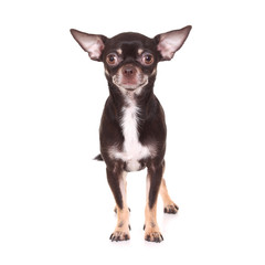 Toy Terrier on white