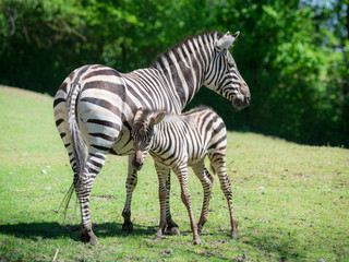 Zebra