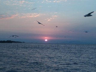 Fototapeta na wymiar Sunrise with sea and birds