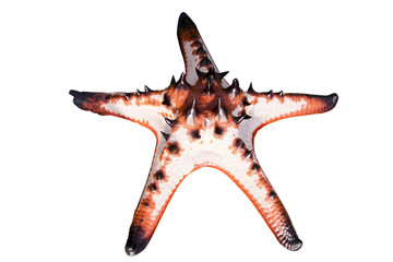 Red starfish on a white background