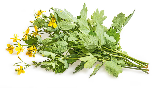 Greater celandine, Chelidonium majus
