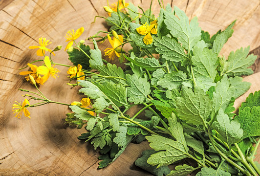 Greater celandine, Chelidonium majus