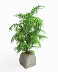 Palm Tree in 3D