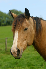 Fototapeta premium Pferdekopf