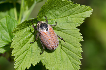 Майский жук