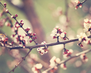blossom on cherry tree branches