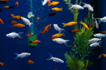 Naklejka premium small exotic fish in the aquarium