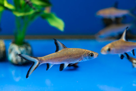 Bala Shark or Silver Shark (lat. Balantiocheilus melanopterus)