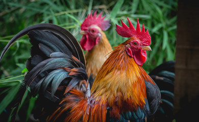 close up portrait of bantam chickens, poultry