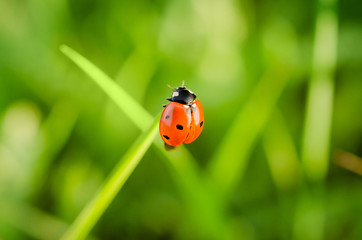 Ladybug on the top of the grass stem