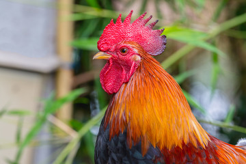 Fototapeta premium close up portrait of bantam chicken, poultry