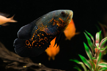 Oscar (Astronotus ocellatus) macro