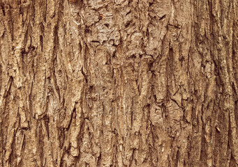 Tree bark background / texture