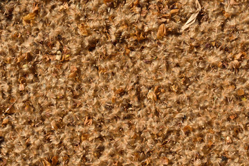 Platanus Pollen