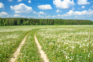 Fototapeta na wymiar spring rural landscape with a blossoming meadow