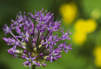 close-up of blooming purple ornamental onion with a bee that collects nectar