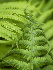 Young fern leaves begin to unfold macro