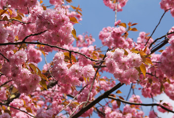 twigs of a cherry tree with beautiful pink blooms and blue sky