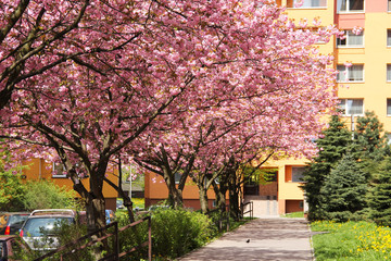 line of beautiful blooming cherry trees with pink blooms in the street