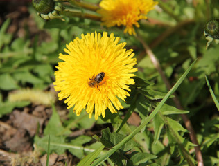 little bee feeding on the yellow bloom of dandelion in spring