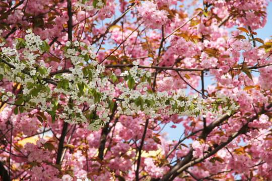 twigs og cherry trees with pink and white blooms