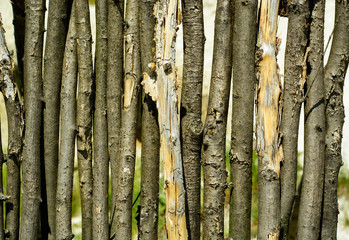 Naklejka premium Wooden sticks fence pattern texture