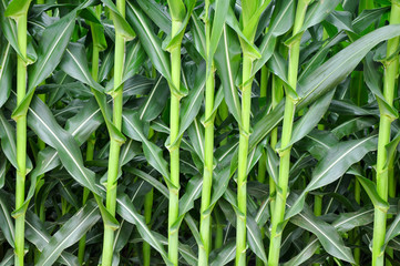 strip of corn plant