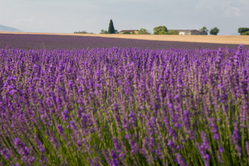 Naklejka premium Provence, blossoming purple lavender field at Valensole France