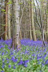 Beautiful spring forest with Bluebells in bloom, shallow deep of field, great as background for text